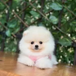 Pomeranian Boo Yavrusu