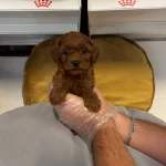 Gercek Red Browne Toy Poodle Yavrularımiz