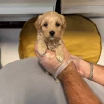 Tea Cup Maltipoo Bebeklerimiz