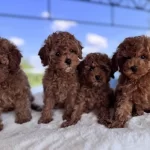 Muhtesem Poodle Bebekler