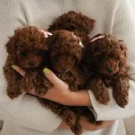 Sevimli Ve Guzel Orjinal Poodle Bebekler