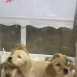 Piyasa Canavari Goldenlarımız