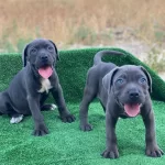 Safkan A Klass Yavrularımız