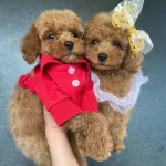 Etkileyici Essiz Ozelliklere Sahip Toy Poodle Yavrular