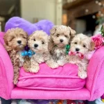 Mini Dizayn Maltipoo Irk Guzelleri