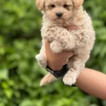 Ankaranın Gercek Maltipoo Yavruları