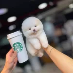 Cagrı Cemcemin Katalogundan Pomeranian Boo Yavrular