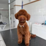 tüy Yumagi Kivir Kivir Poodle