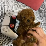 Kore Kilo Garantili Toy Poodle