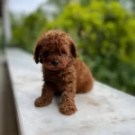 Petmode Kopek Ciftliginden Redbrown Toy Poodle Lar