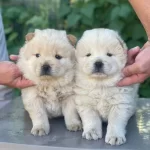 Uretim Ciftliginden Kartopu Gibi Chow Chowlar