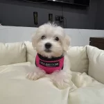 A Kalite Kore Kan Maltes Terrier Sıfır Numara Buyumez