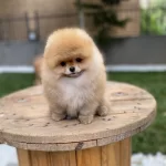 Ayı Surat Garantili Ukrayna Sampiyonu Yavrumuz