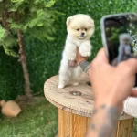 Ayı Surat Pomeranian Bebekler