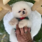 Ust Duzey Kaliteli Pomeranian Boo Yavrularımız