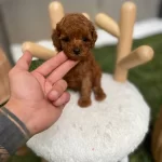 Kore Teacup Tedy Poodle Yavrularım