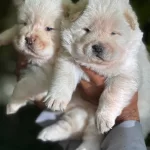 Muhtesem Efsane Cin Aslanı Chow Chow Yavrularımız