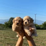 Şirin Maltipoo Bebekler