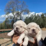 Beyaz Pekinez Bebekler