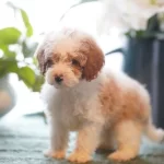 Dunyanın En Zeki Dizayn Irkı Labradoodle F1b