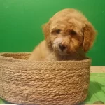 Uretim Ciftliginden Poodle Ayarında Maltipoo Bebekler