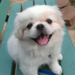 Pekinez Yavrularımız Hazırdır