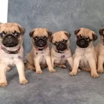 Micro Boy Pug Yavrularımız