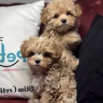 Petmode Kopek Ciftliginden Kore Maltipoo Yavrular