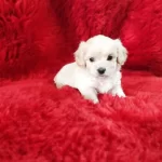 Pamuk Gibi Maltese Yavrumuz