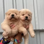 Orijinal Chow Chow Yavrularımız