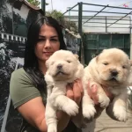 Ayı Surat Safkan Cin Aslanı Yavrularımız