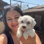 Pamuk Gibi Safkan Maltese Terrier Yavrular