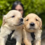 Safkan Golden Retriever Yavrularım