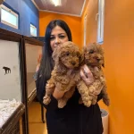 Irk Garantili Harika Toy Poodle Yavrularım