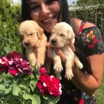 Mukemmel Baby Face Golden Retriever Yavrularımız