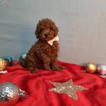 Anne Altindan Yavrular