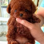 Turkiyede En Orjinal Kore Teacup Yavrular