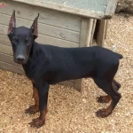 Erkek 4 Aylık Dobermanımız