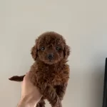 Teacup Kore Redbrown Bebekler