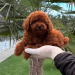 Kore Poodle Yavrum Sizleri Bekliyor