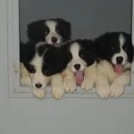 Kif Fci Secereli Mikrocipli Karneli Ust Duzey