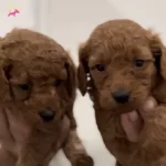 Red Poodle Bebeklerimiz