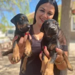 King Doberman Yavrularımız