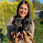 Safkan Doberman Yavrularımız