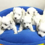 Kore Maltese Teriyer Yavrularmz