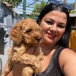Saf Irk Orijinal Toy Poodle Yavrularımız