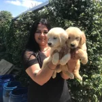 Babyface Golden Retriever Yavrularımız