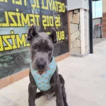 Iddia Ediyorum Irkinin En Iyisi Hazir Estetikli Kapida Odeme