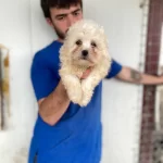 Beyaz Numara Maltese Terrier Yavrular