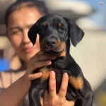 King Doberman Yavrularımız